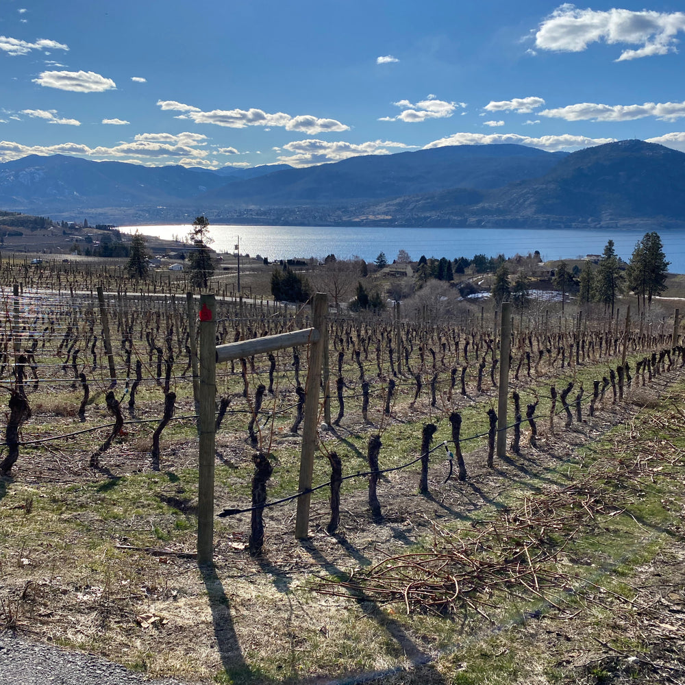 The Impending Wine Crisis: BC's Cold Snap Effects