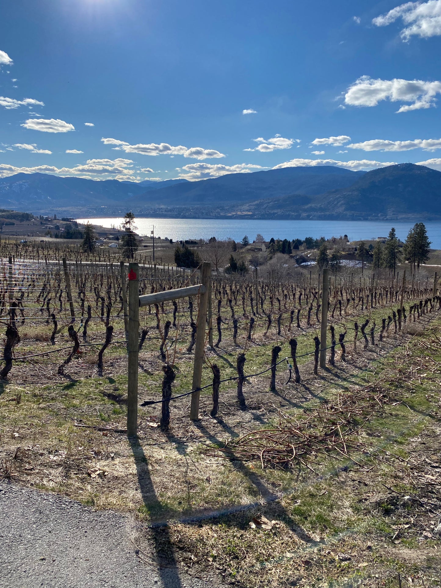 The Impending Wine Crisis: BC's Cold Snap Effects